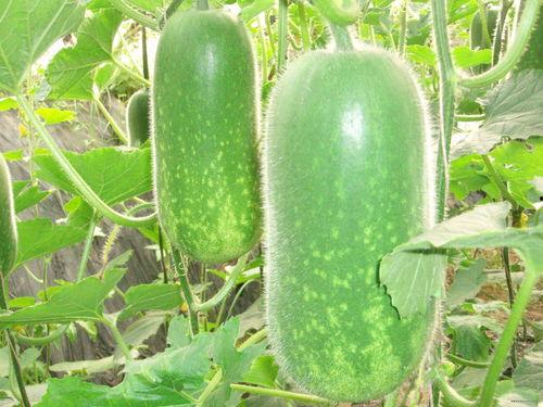 吃瓜网708,带你走进神秘的网络世界