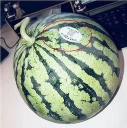 江孜网红吃瓜,揭秘当地美食背后的故事