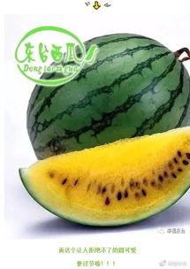 吃瓜网全球每日,吃瓜网每日新鲜资讯概览