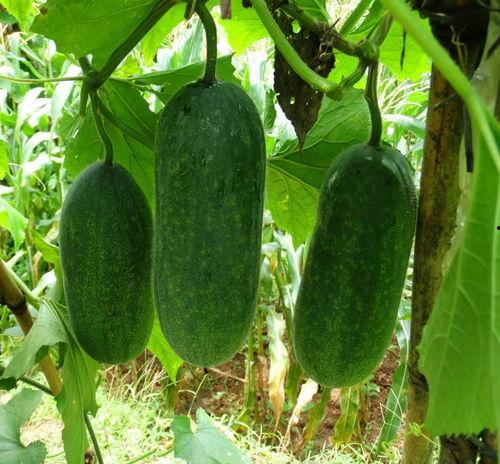 种瓜得瓜吃瓜网,吃瓜网带你领略瓜果世界